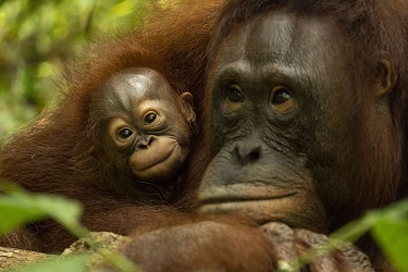 orangutan-baby-Borneo - A Good Place