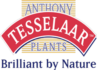 Anthony Tesselaar Plants