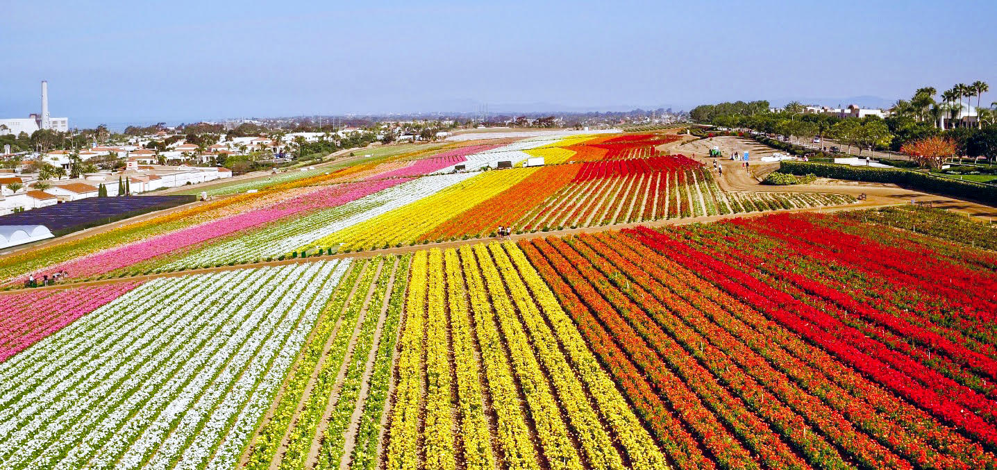 The Flower Fields at Carlsbad Ranch Opens March 1st