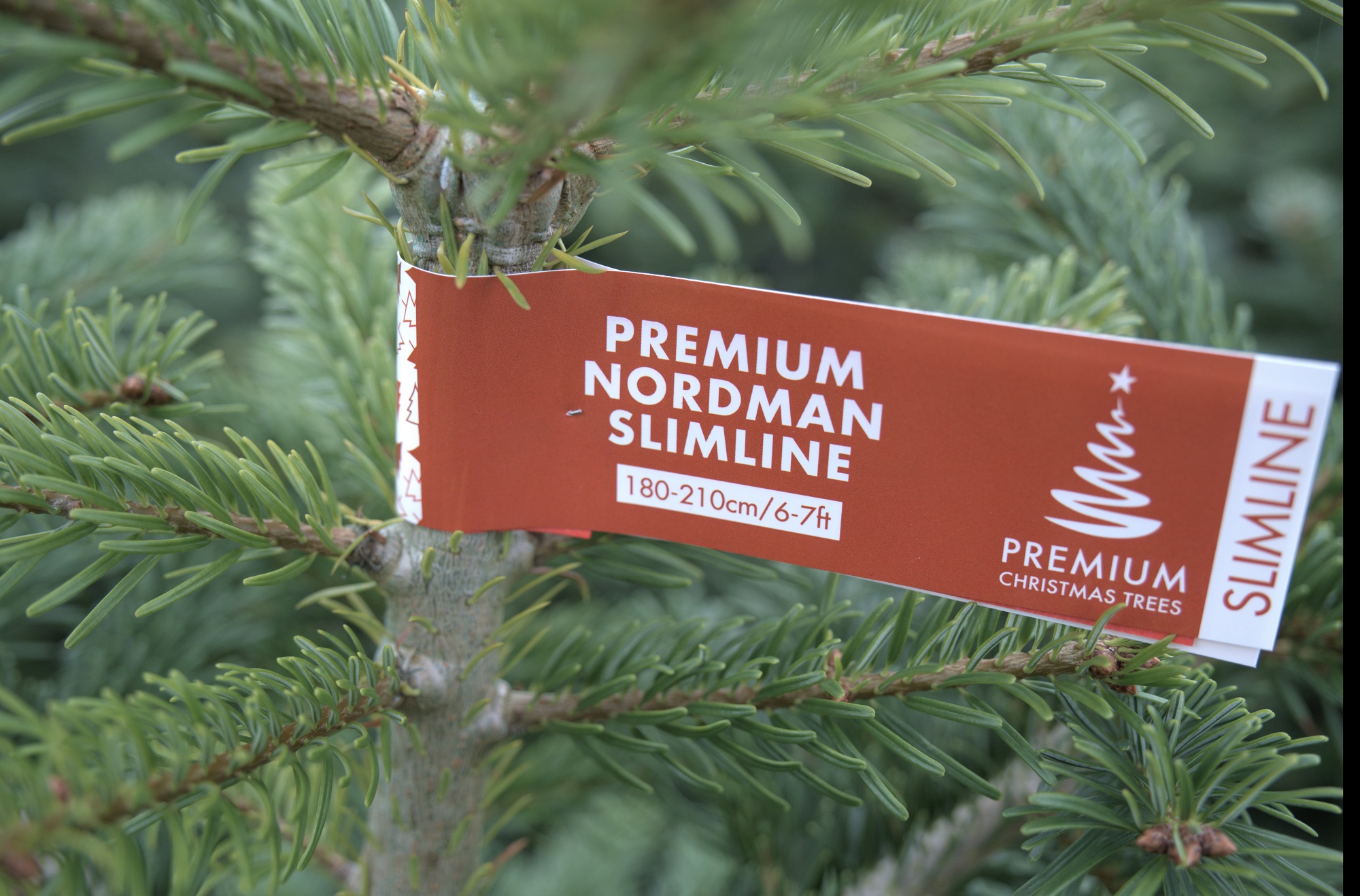 Featured image of post Christmas Trees Slimline