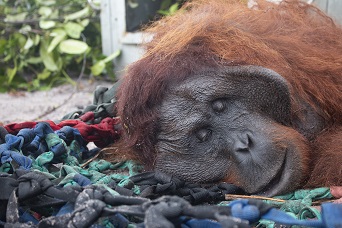 Rescued Orangutan in Borneo Sanctuary