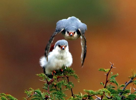 The Birders Guide to Africa