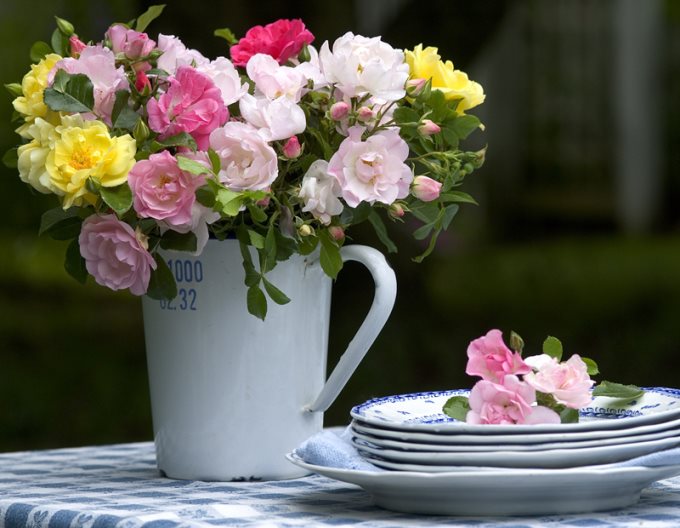 Flower garden stock-take time - Anthony Tesselaar Plants