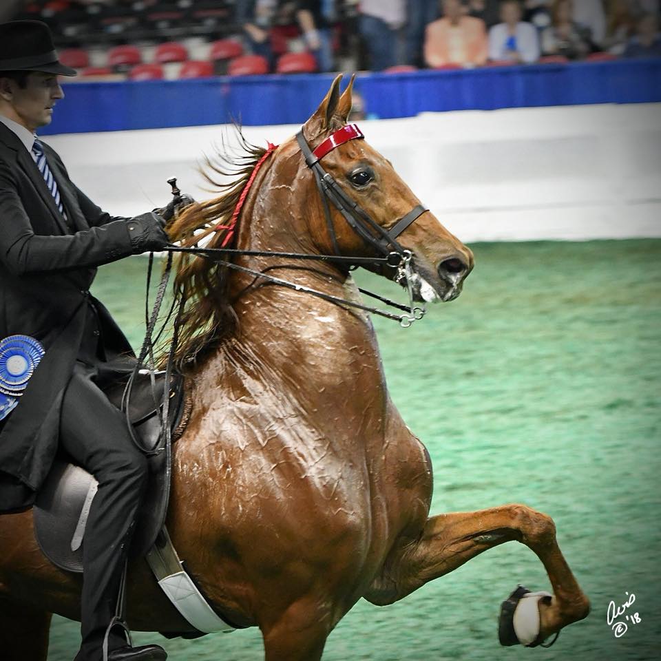 Thousands of the world’s top Saddlebreds to compete in Louisville