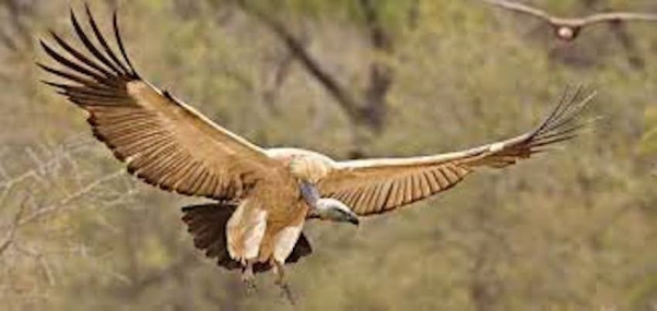 Vulture Ecology Study: 2020 Update  Golden Gate National Parks Conservancy