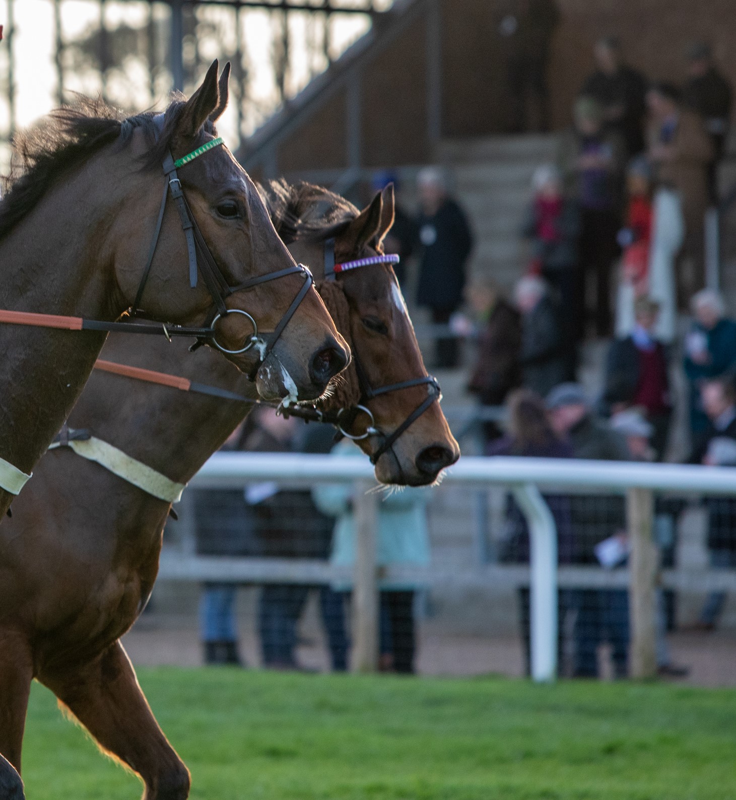An ethical framework for use of horses in sport unveiled at industry