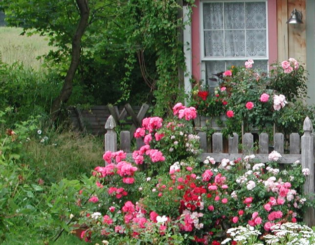 Flower garden stock-take time - Anthony Tesselaar Plants